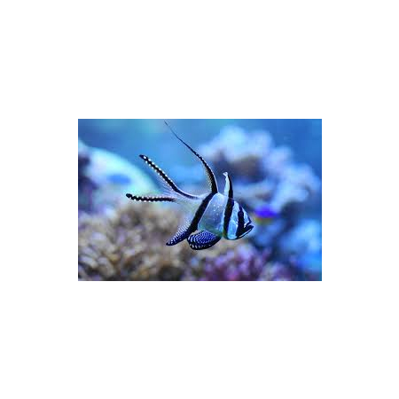 PTERAPOGON KAUDERNI - Apogon kardynał