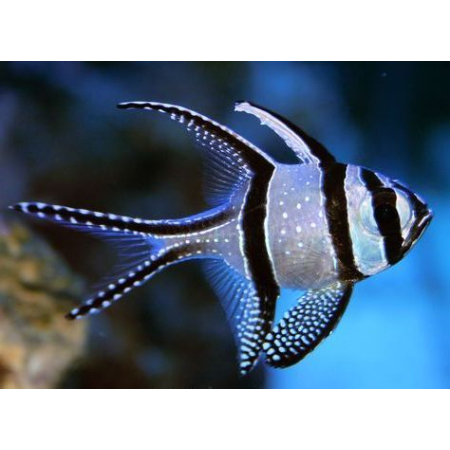 PTERAPOGON KAUDERNI - Apogon kardynał