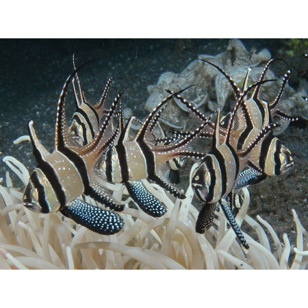 PTERAPOGON KAUDERNI - Apogon kardynał