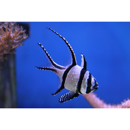 PTERAPOGON KAUDERNI - Apogon kardynał