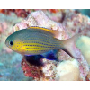 Chromis vanderbilti