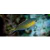 Chromis vanderbilti