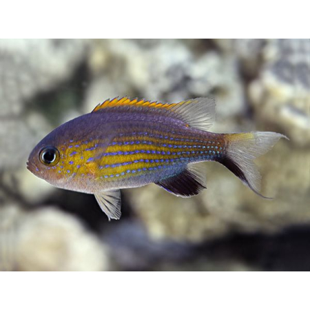 Chromis vanderbilti