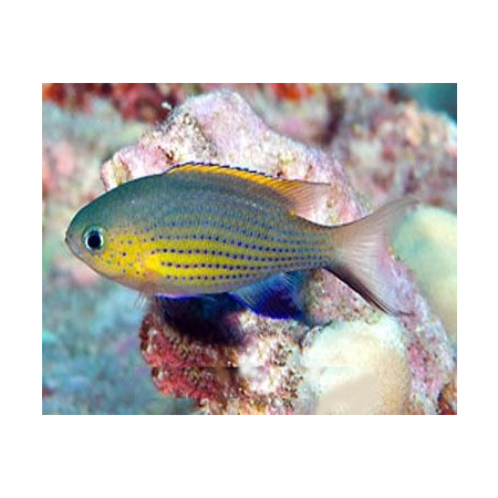 Chromis vanderbilti