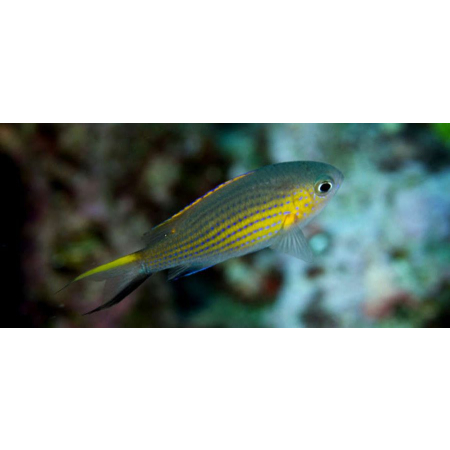 Chromis vanderbilti