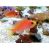 Pseudanthias squamipinnis Samica