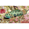 Synchiropus picturatus