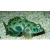 Synchiropus picturatus