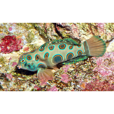 Synchiropus picturatus