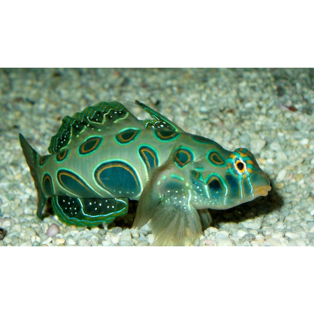 Synchiropus picturatus