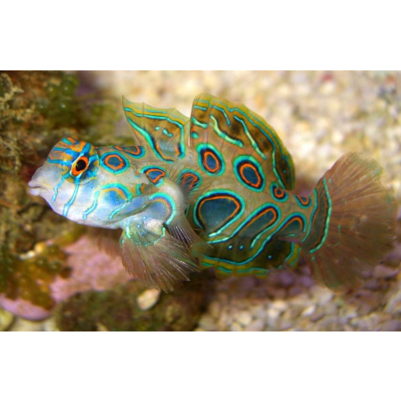Synchiropus picturatus