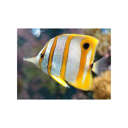 CHELMON ROSTRATUS
