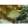 Acanthurus lineatus - Pokolec strojny
