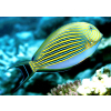 Acanthurus lineatus - Pokolec strojny