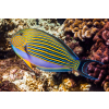 Acanthurus lineatus - Pokolec strojny