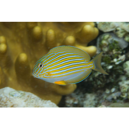 Acanthurus lineatus - Pokolec strojny