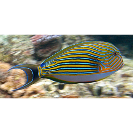 Acanthurus lineatus - Pokolec strojny