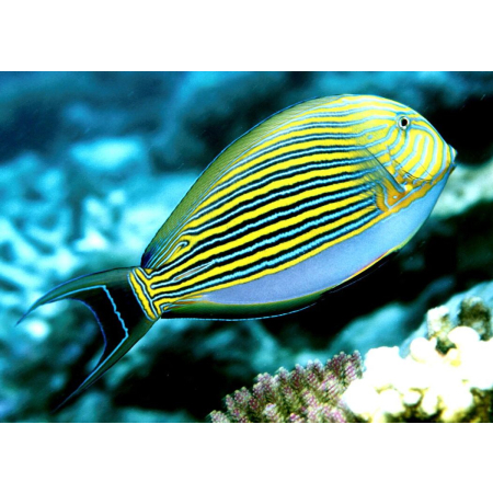 Acanthurus lineatus - Pokolec strojny