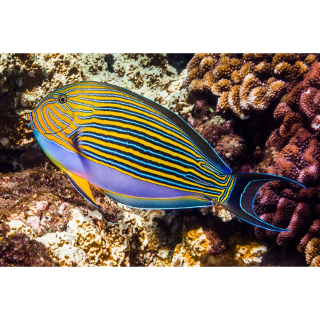 Acanthurus lineatus - Pokolec strojny