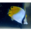 CHAETODON AURIGA  XL