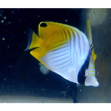 CHAETODON AURIGA  XL