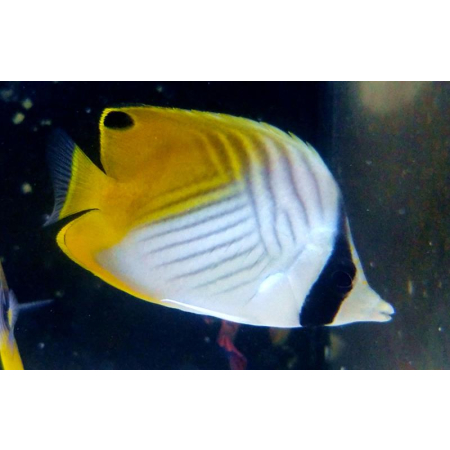CHAETODON AURIGA  XL