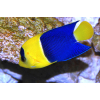 Centropyge Bicolor  roz. M