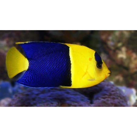 Centropyge Bicolor  roz. M