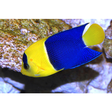 Centropyge Bicolor  roz. M