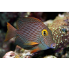Ctenochaetus Strigosus  yellow