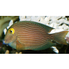 Ctenochaetus Strigosus  yellow