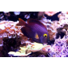 Ctenochaetus Strigosus S