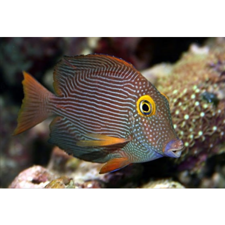 Ctenochaetus Strigosus  yellow