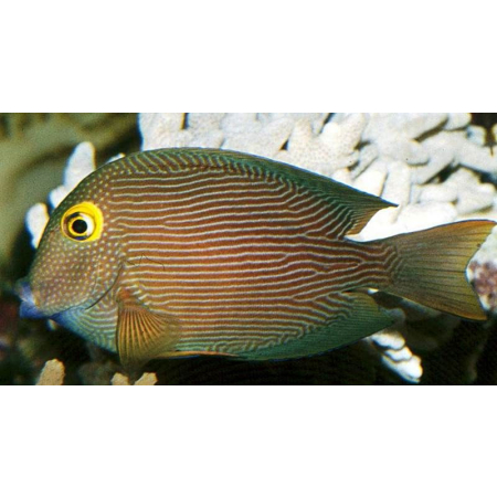 Ctenochaetus Strigosus  yellow