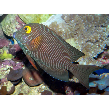 Ctenochaetus Strigosus  yellow