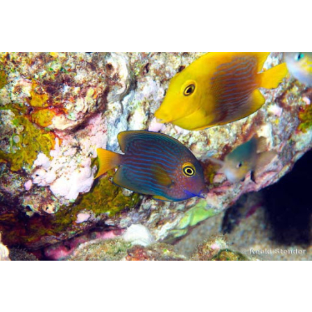 Ctenochaetus Strigosus S
