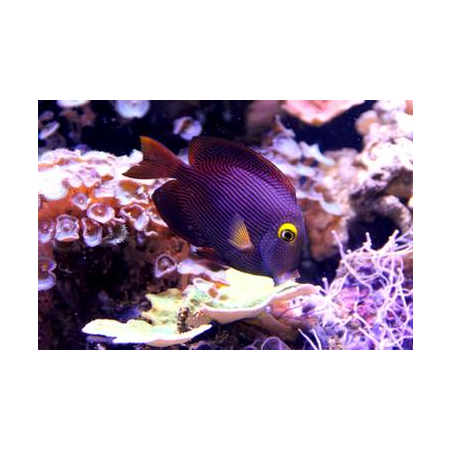 Ctenochaetus Strigosus S