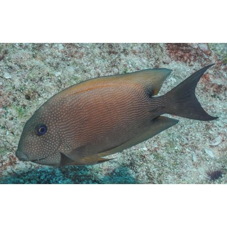 Ctenochaetus binotatus