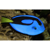 Paracanthurus hepatus  s  yellow