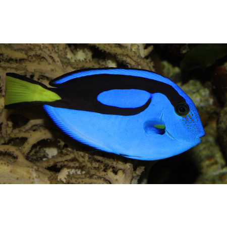 Paracanthurus hepatus  L/XL