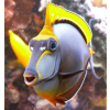 Naso elegans  s/m