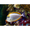 Naso elegans  s/m