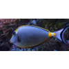 Naso elegans  s/m