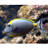 Naso elegans  s/m