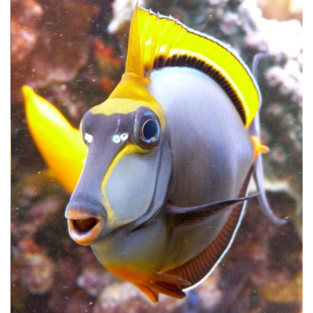 Naso elegans  s/m