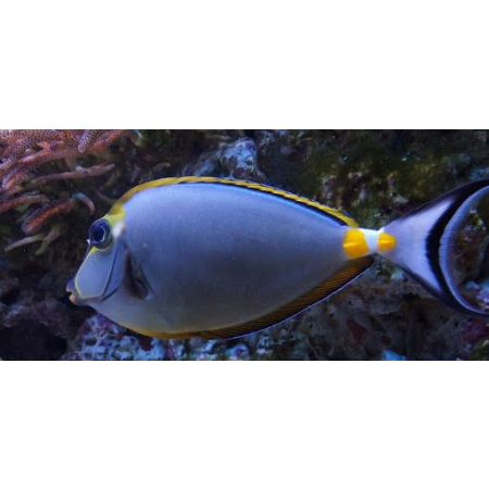 Naso elegans  s/m