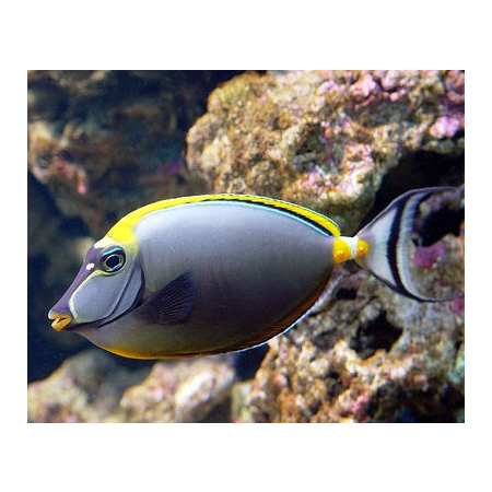 Naso elegans  s/m