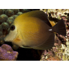 ZEBRASOMA SCOPAS