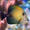 ZEBRASOMA SCOPAS