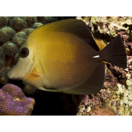 ZEBRASOMA SCOPAS